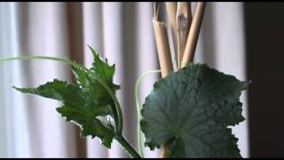 Cucumber Growth Time Lapse Video