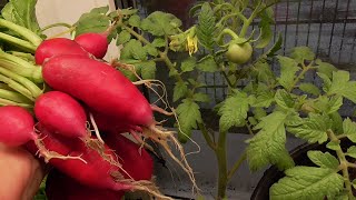 СЕГОДНЯ Я - "ЗЛОЙ" ОГОРОДНИК! 