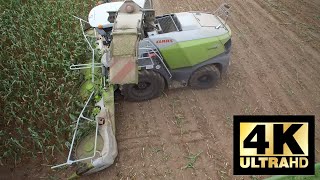 CLAAS Jaguar 970 / Mais Häckseln Firma Rohlfing August 2019 in 4k!!! extrem windig!!!