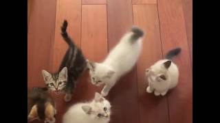 Hungry Kittens | Cute Kittens Meowing For Food