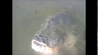 O maior e mais velho tambaqui de estimação da bacia amazônica. The Amazon.