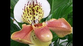 Пересадка пафиопедилум Paphiopedilum. Осмотр корней.