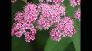 Spiraea Japonica 01