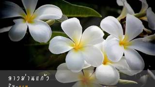 ลาวม่านแก้ว - ขิม