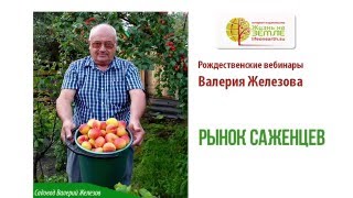 Рынок саженцев плодовых деревьев в России. Валерий Железов