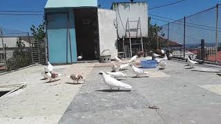 Bayıl göyərcinləri