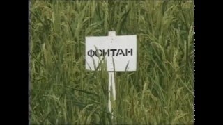 Стимулятор роста растений СИЛК (удобрение)