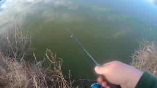 Tailwalk Backhoo Rise S702ML & small zander