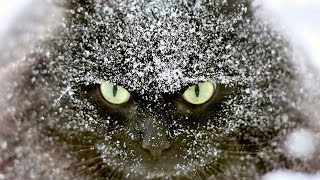 Собаки, коты и птицы забавно плавают по льду * Hunder, katter og fugler flyte moro på isen