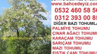 yalancı akasya tohumu satışı,yalancı akasya tohumu İstanbul,akasya tohumları,AKASYA TOHUMU,AKASYA TO