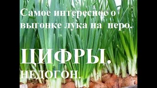 Самое интересное о выгонке лука на перо. ЦИФРЫ. Уборка. Итоги. Недогон