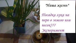 посадка лука на перо в песок и землю. Эксперимент