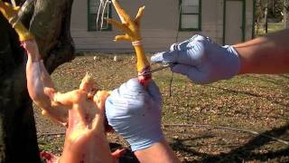 How to CLEANLY Dress a Chicken in under 7 min - WARNING GRAPHIC!