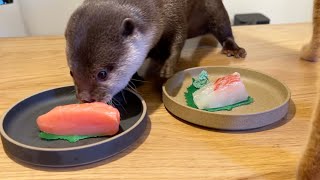 本物そっくりすぎる食品サンプルに疑惑を隠せないカワウソ猫 Otter and cat can't hide their suspicions about food samples