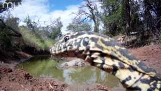 Veho MUVI HD: South African Safari - Thirsty Work