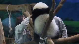 20140715 圓仔仔怎麼了？What happened ? Giant Panda Yuan Zai