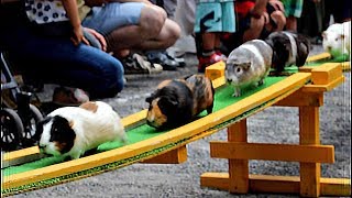 テンジクネズミのおかえり橋（智光山公園こども動物園）Guinea pig across the bridge