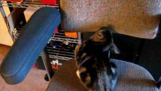 Max & the chair