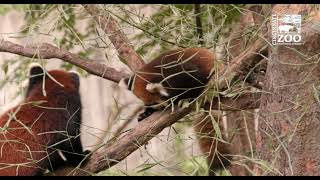 Red Panda Cub Mimi Starting to Climb - Cincinnati Zoo