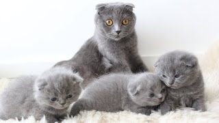 Faceti cunostinta cu cele mai dulci pisicute!
