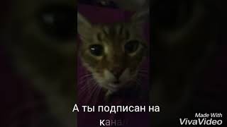 Подпишись на наш канал // поддержи нас ?//и тогда ты сможешь увидеть еще животных ?