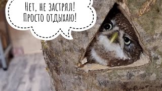 Сова-испытатель. Сыч Лучик тестирует новые домики для сов