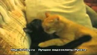 wap sasisa ru Koty  3575603