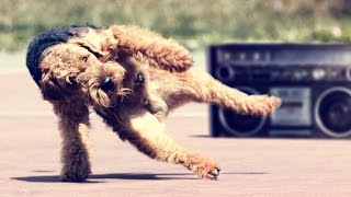 perros bailando la mejor compilación