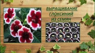 Выращивание глоксиний из семян