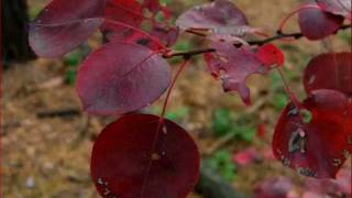 Nikon Coolpix- L110 (3)