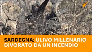 #Sardegna: #ulivo millenario divorato da un #incendio