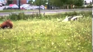 Прикол! Конь в пальто Оборжаться! Самое смешное в конце ролика