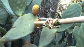 Foraging in paradise - Indian fig - 100% primitive