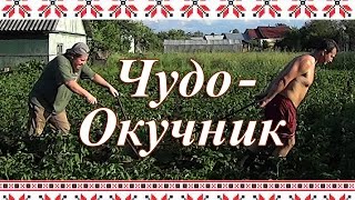 Окучиваю картошку - Чудо Окучником