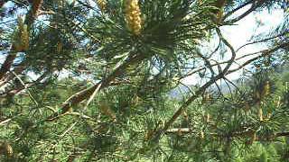 Pinus sylvestris L.-Bijeli bor