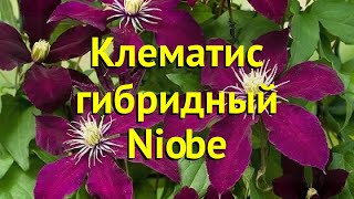 Клематис гибридный Ниобе. Краткий обзор, описание характеристик, где купить саженцы clematis Niobe