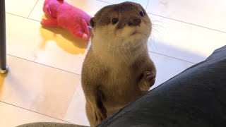 カワウソさくら ゆずりあいの精神をカワウソにした結果 The result of giving a seat to an otter