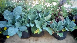 Terrace vegetables cultivation and Oyster mushroom