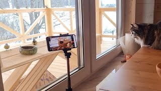 Yoll's stream из Совиного дола. Кормим птиченек!