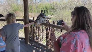 First CincinnatiZoo Twitch Stream