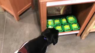 Arabella guides me to the grocery store for the first time! Completely blind but she gives me sight!