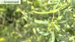 Ива вавилонская извилистая "Тортуоза"  - видео-обзор от Greensad