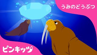 セイウチ | うみのどうぶつ | 楽しく学べる | 知育動画 | キッズソング | ピンキッツ！