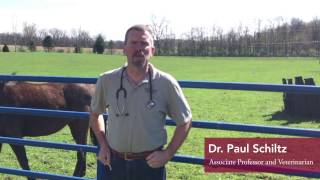 Center for Equine Medicine