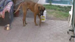 Blue y Ramone jugando