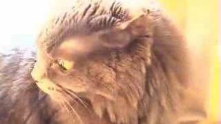 Angry Cat