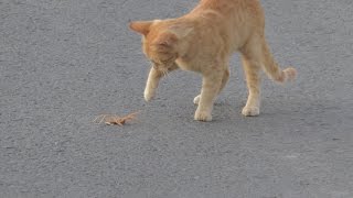 Dev Örümcek Kedi İle Karşılaşırsa