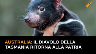Australia: Il diavolo della Tasmania ritorna alla Patria