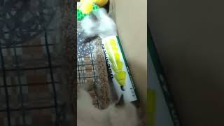 Kittens play Cute siamese kitten play #shorts