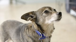 Help Your Dog Deal with Fireworks & Loud Noises | The Battersea Way